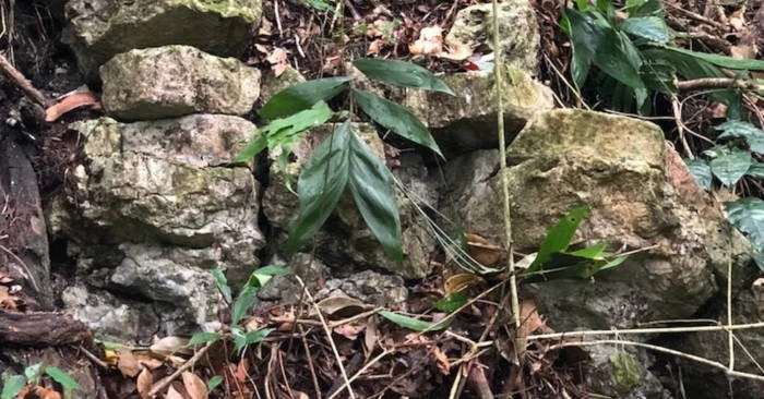 Tìm thấy thành phố "báo đốm trắng" bí ẩn của người Maya