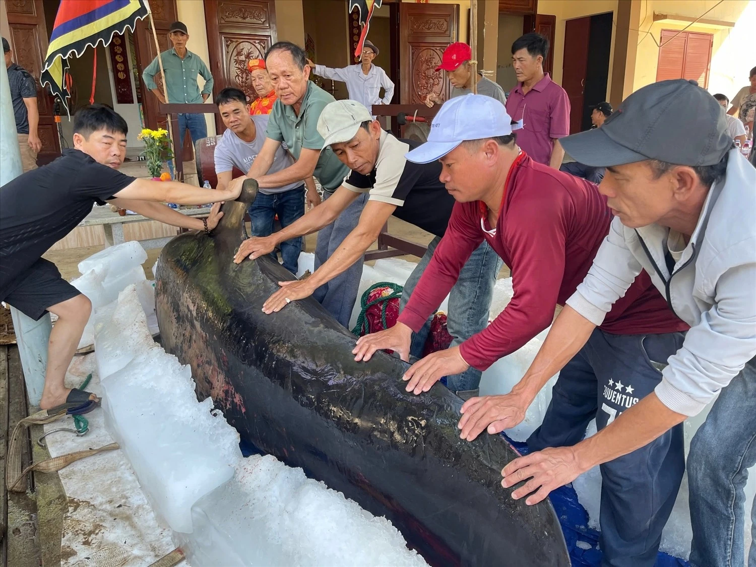 Điều đặc biệt trong nghi lễ an táng cá voi ở Việt Nam