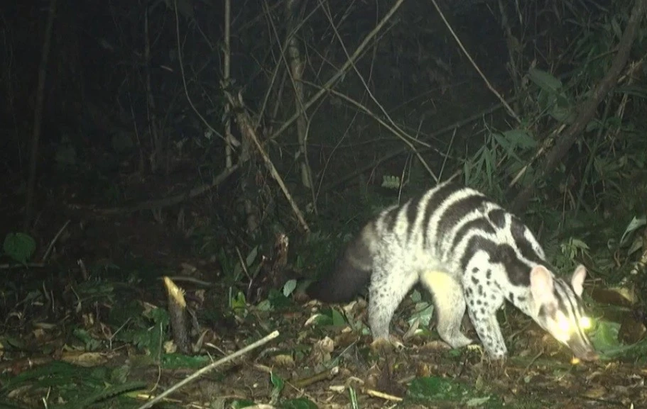 Bẫy ảnh phát hiện đàn động vật cực quý hiếm ở Vũ Quang