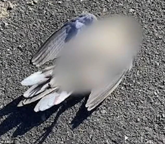 Chim nổ tung rồi chết tức tưởi... chuyên gia giải mã sốc