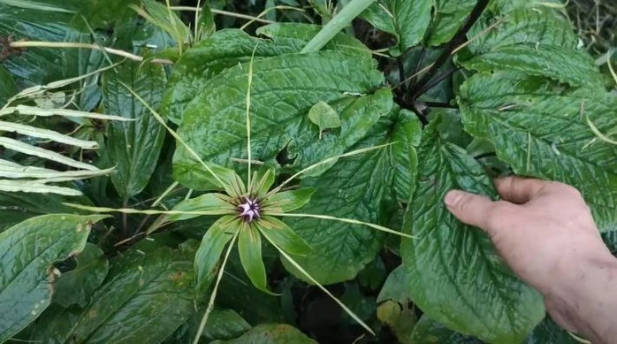 Loài cây huyền thoại trong Sách đỏ bất ngờ xuất hiện trong rừng Việt