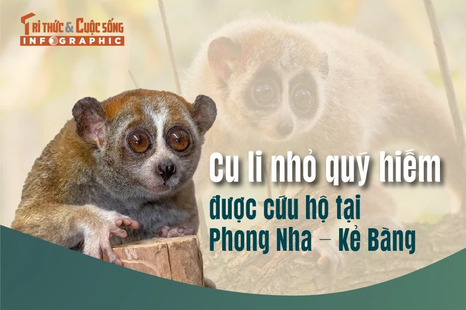 [INFOGRAPHIC] Loài cu li quý hiếm trong Sách Đỏ Việt Nam