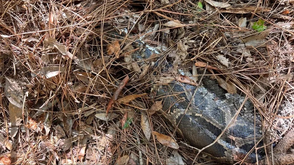 Khó tin mèo rừng Florida "xử đẹp" trăn Miến Điện dài 4m