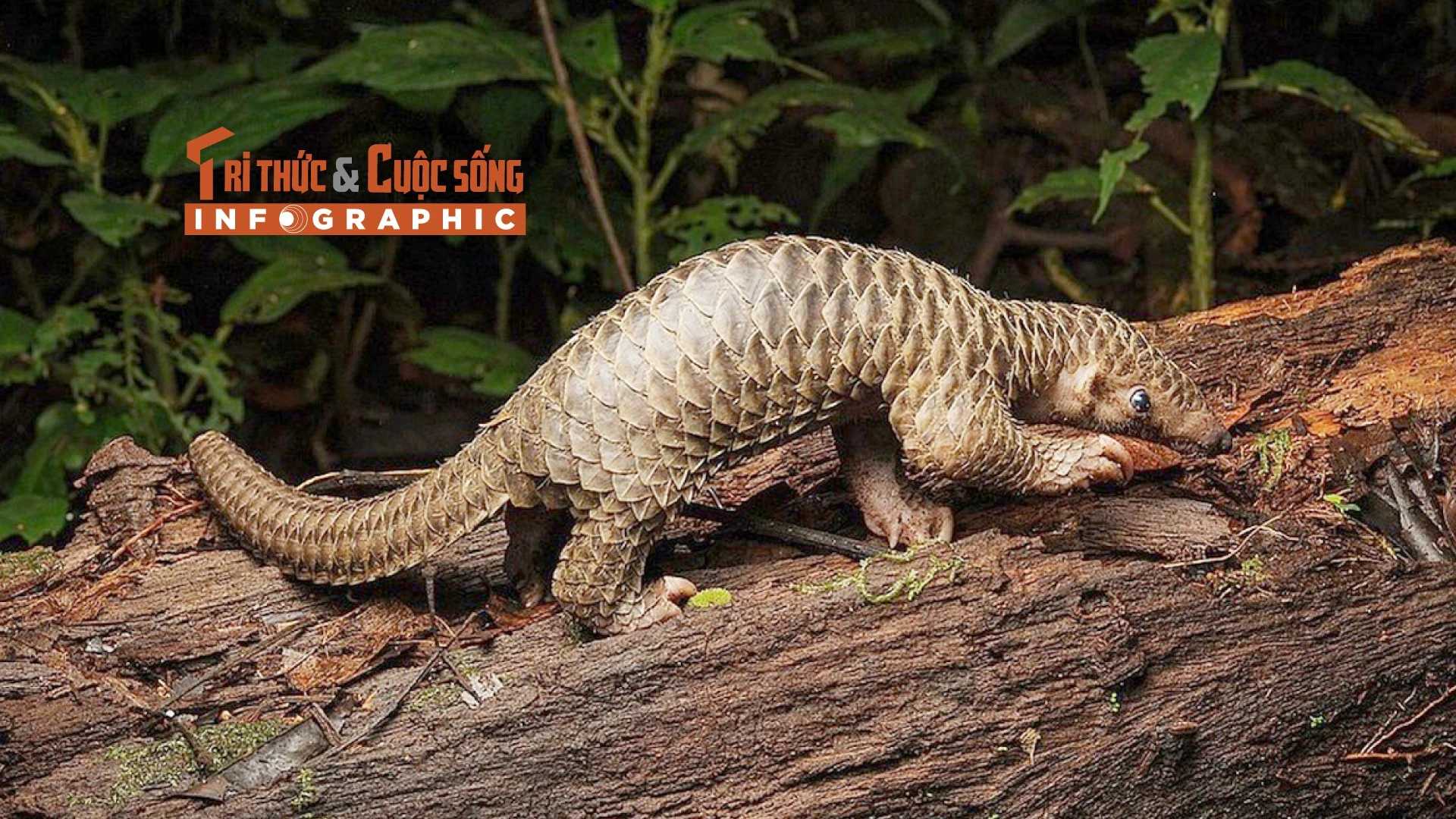 [INFOGRAPHIC] Tê tê Java - động vật quý hiếm trong Sách Đỏ Việt Nam