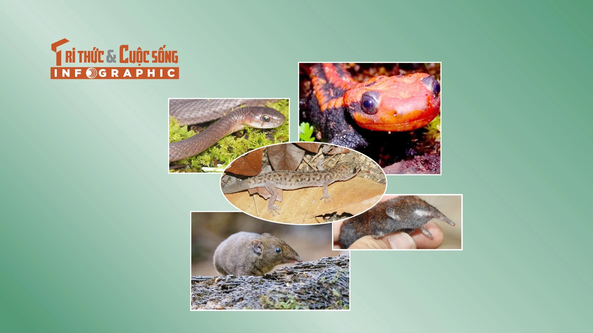 [INFOGRAPHIC] 5 loài động vật quý hiếm phân bố ở Việt Nam