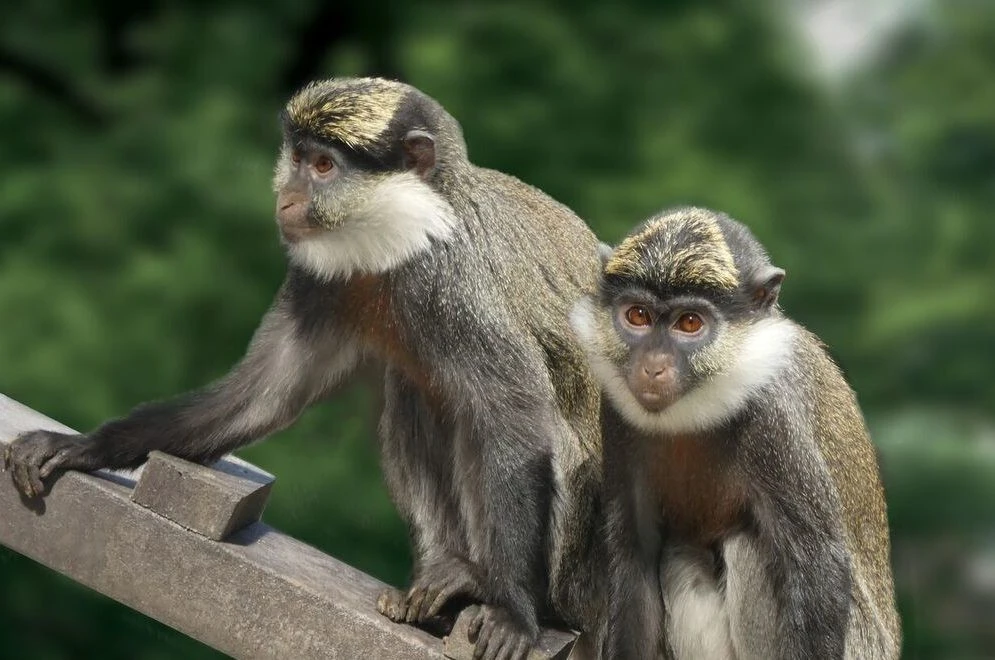 Khỉ Liban vượt biên sang Israel gõ cửa nhà dân gây chấn động