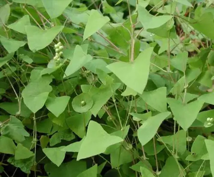 Cây kỳ lạ có gai nhọn khiến rắn độc không dám bén mảng