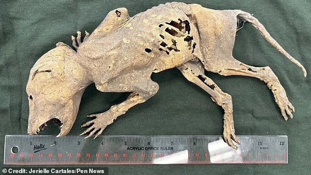 Bí ẩn xác ướp quái thú Capacabra chuyên gia vắt óc giải mã