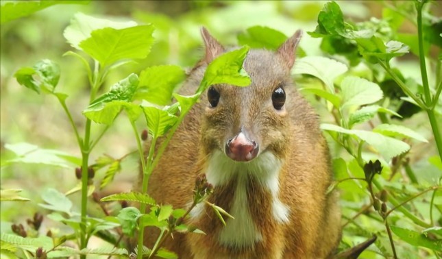 View - Loài Động Vật Quý Hiếm Sống Đơn Độc Giữa Rừng Thanh Hóa | Báo Tri thức và Cuộc sống - TIN TỨC PHỔ BIẾN KIẾN THỨC 24H