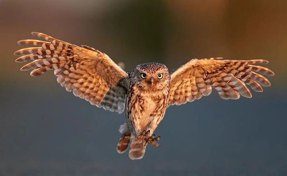 Động vật nào nghe được âm thanh ở khoảng cách xa kinh ngạc?