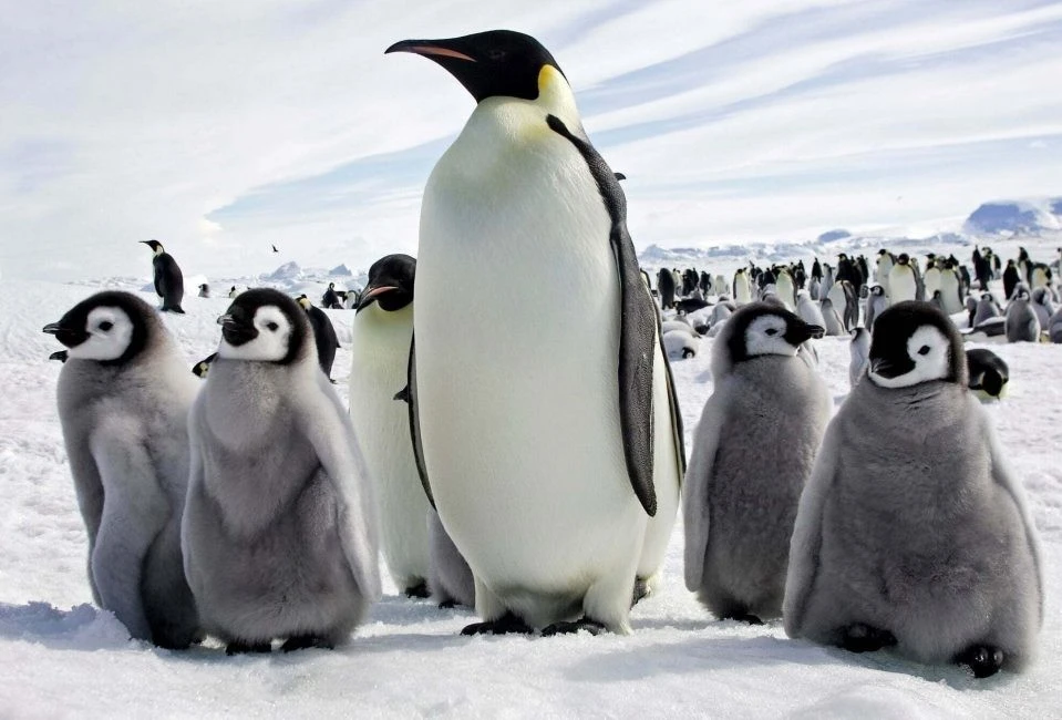 Sốc: Chim cánh cụt hoàng đế có thể tuyệt chủng năm 2100