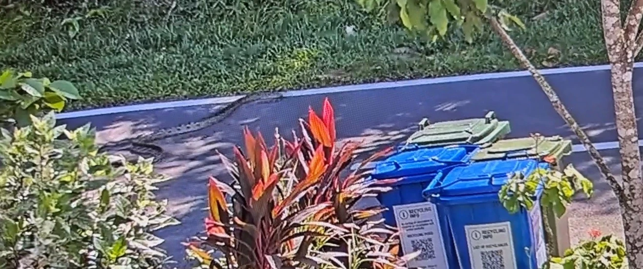  Quái thú giao tranh nảy lửa, camera ghi lại cảnh rùng mình