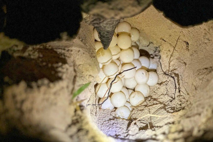 View - Rùa xanh đến Côn Đảo đẻ trứng lần 2... là loài nguy cấp | Báo Tri thức và Cuộc sống - TIN TỨC PHỔ BIẾN KIẾN THỨC 24H