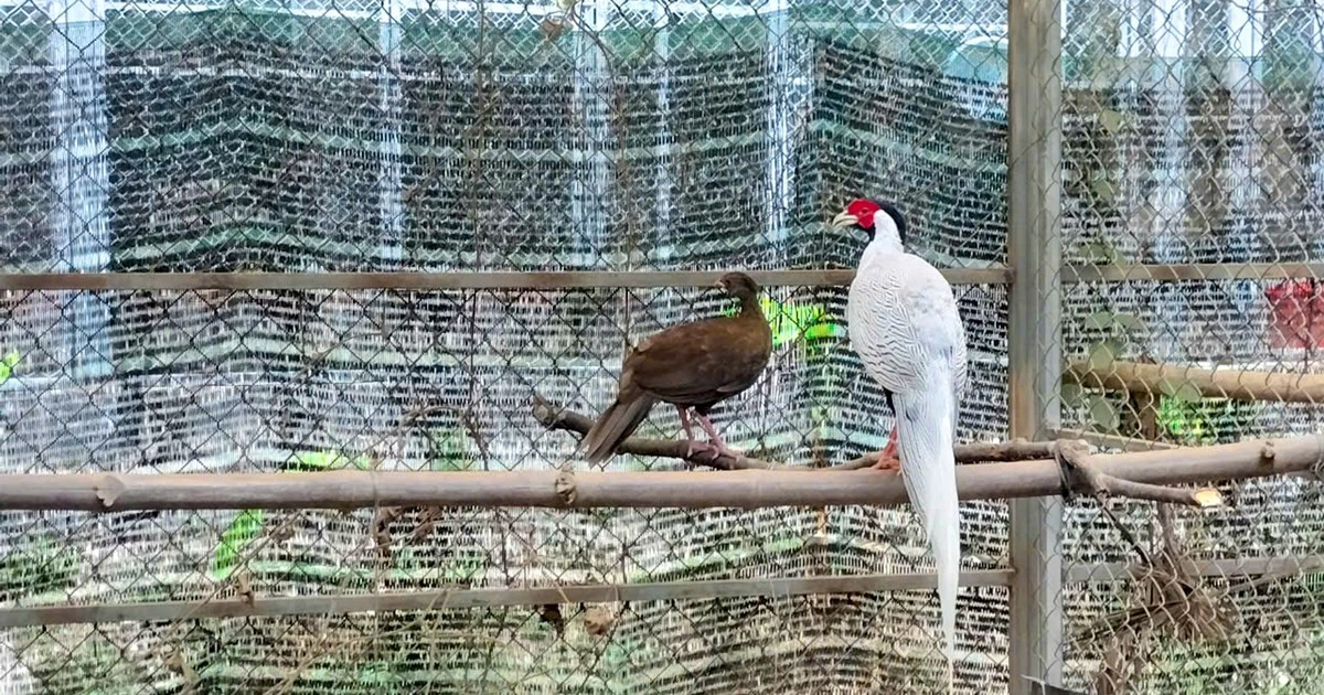 Khám phá “ngôi nhà” của gà lôi trắng và động vật quý ở Huế