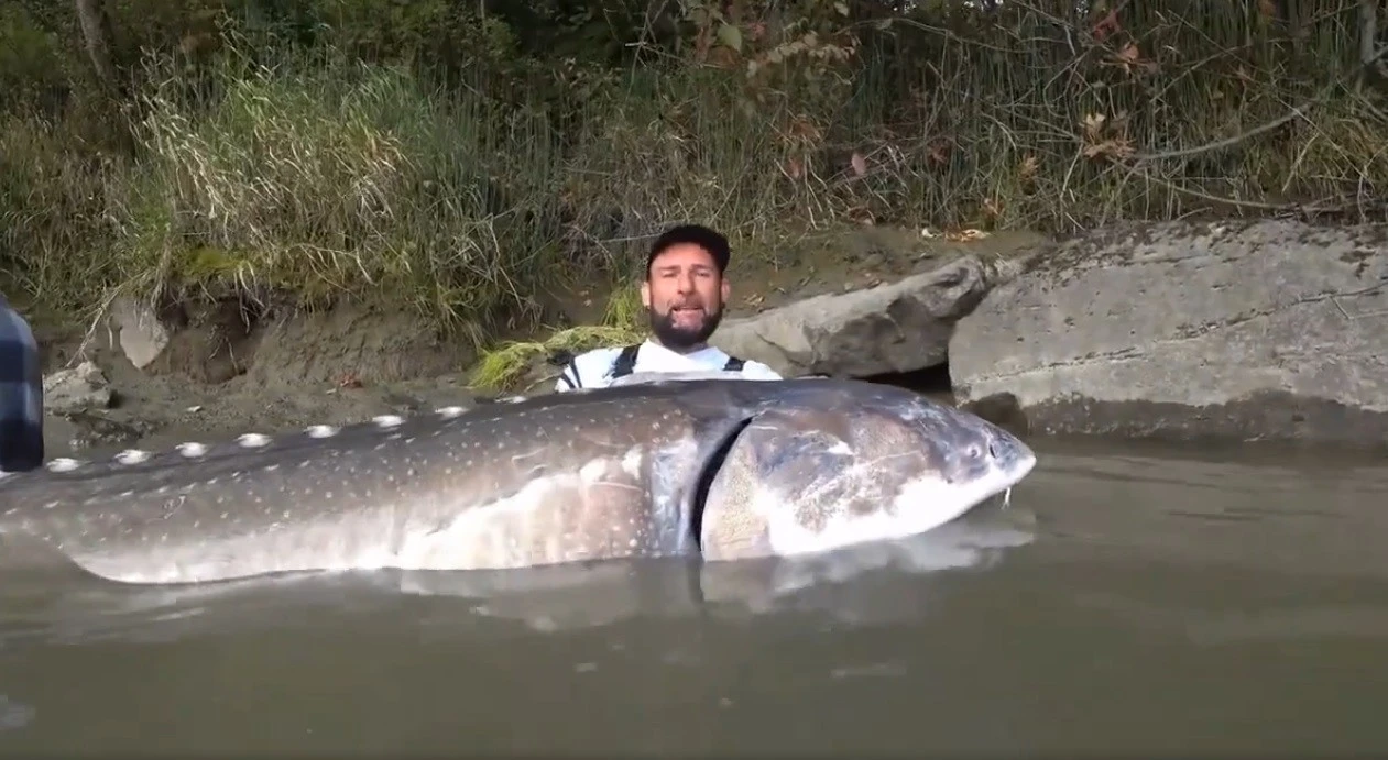 Cần thủ câu được cá tầm "khủng" nặng 258 kg gây bão mạng