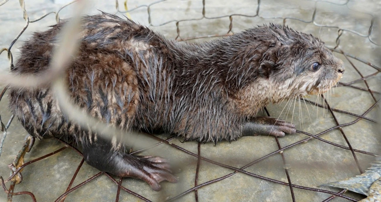 Thả lừ bắt cá, phát hiện rái cá quý hiếm trong Sách Đỏ Việt Nam