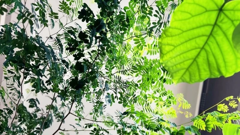 Cây cảnh lá mềm mại, giúp trấn trạch rước tài lộc