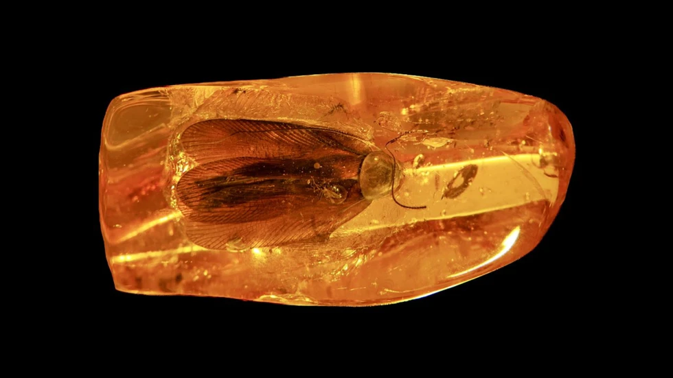 Gián 40 triệu tuổi bị giam trong hổ phách, khoa học sửng sốt