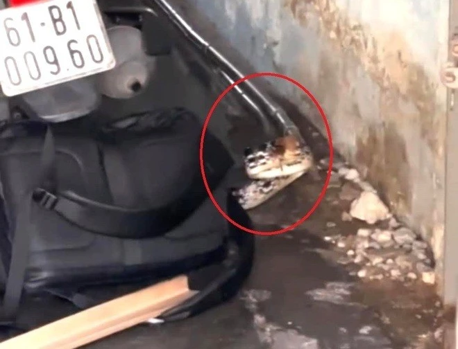 Rắn dài cả mét thình lình trườn vào nhà, người dân TP HCM hoảng hốt