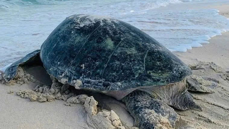 Kỳ diệu khoảnh khắc rùa biển đẻ 112 trứng trên đảo Hòn Cau