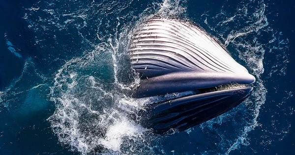 Cá voi khổng lồ gây choáng ngợp với màn săn mồi ở Gia Lai