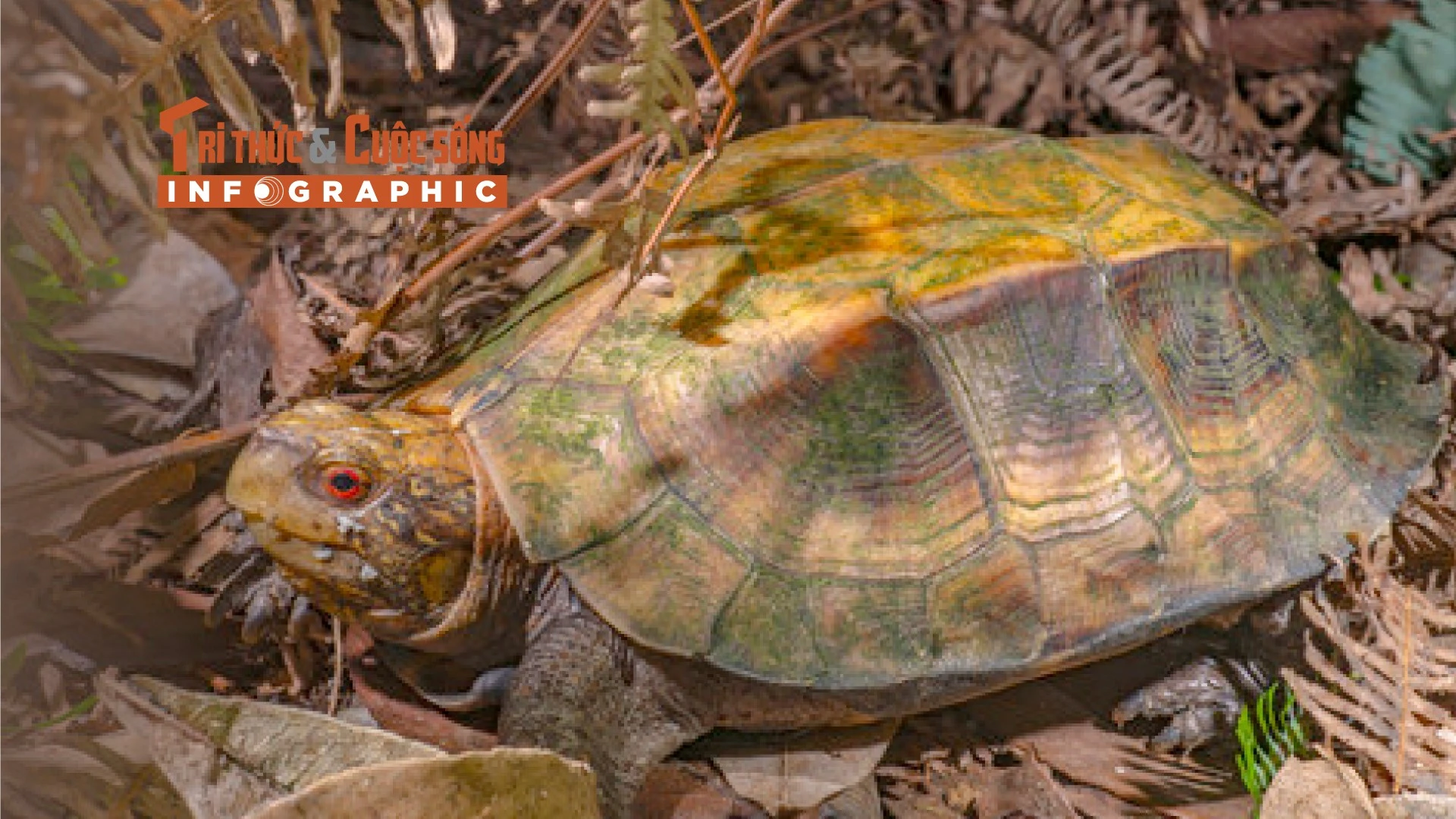 [INFOGRAPHIC] Loài rùa quý hiếm 'đi lạc' vào nhà dân Phong Nha