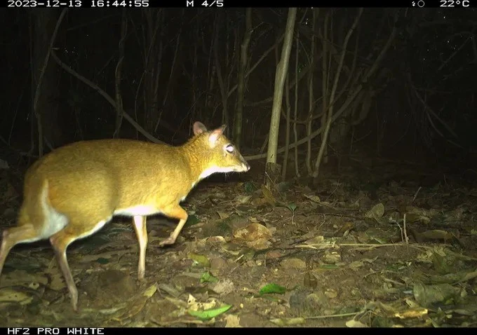 64 loài động vật quý hiếm tại Phong Nha - Kẻ Bàng lọt bẫy ảnh gây sốc