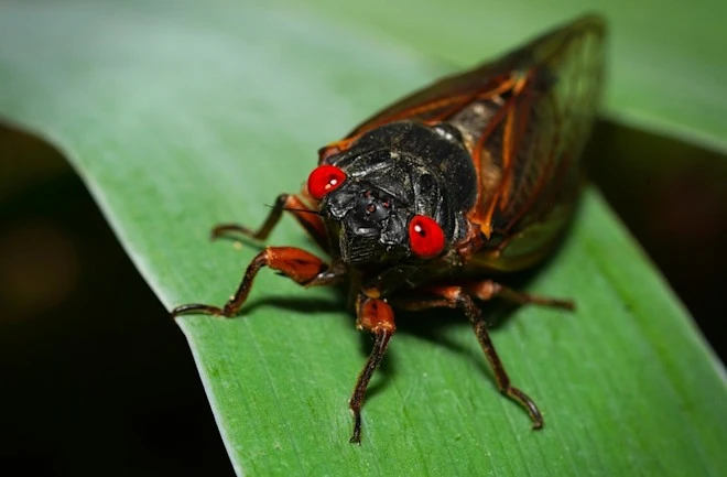 Hàng nghìn tỷ ve sầu 'hồi sinh' cùng lúc, nước Mỹ rúng động