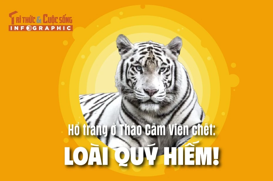 [INFOGRAPHIC] Hổ trắng ở Thảo Cầm Viên chết: Loài quý hiếm!