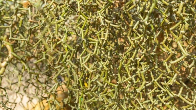 Cây cảnh trơ cành gỗ khô gây sốt giới nhà giàu Việt