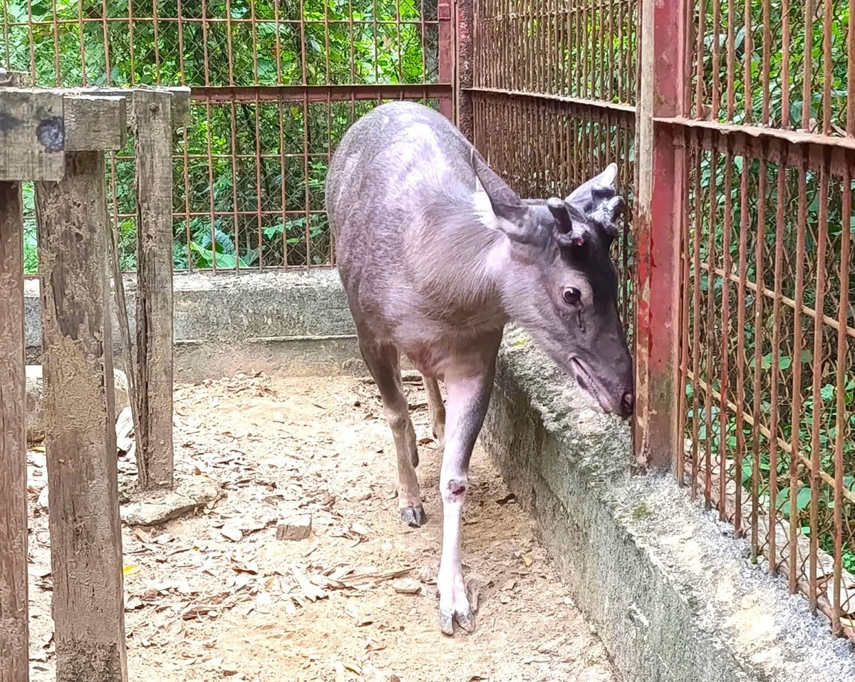 Người dân Nghệ An giao nộp 5 cá thể động vật hoang dã