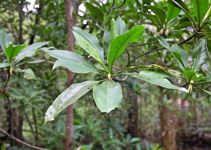 Gây sốt loài cây duy nhất biết “đẻ con”, mọc đầy ở Việt Nam