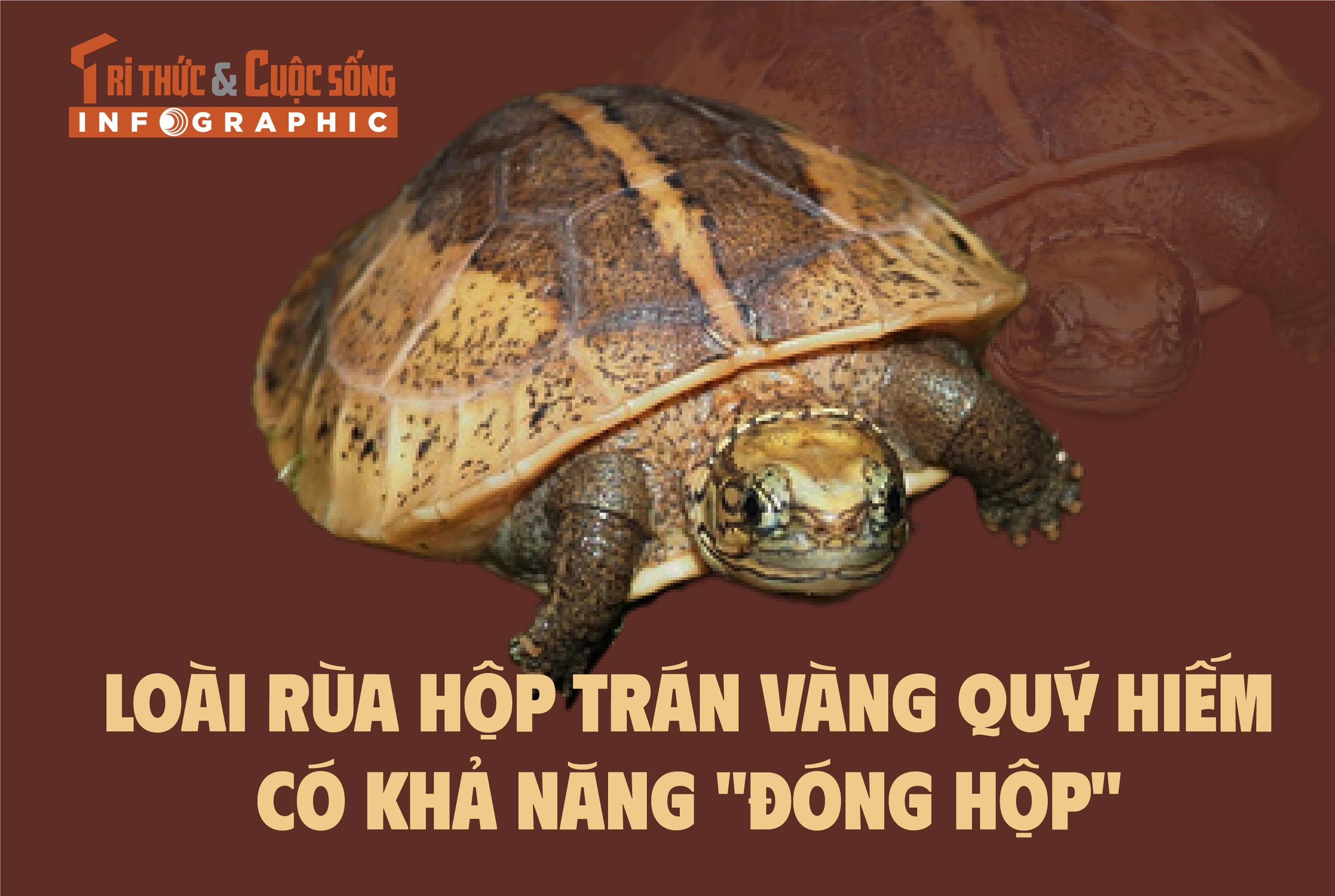 [INFOGRAPHIC] Loài rùa quý hiếm có khả năng "đóng hộp"