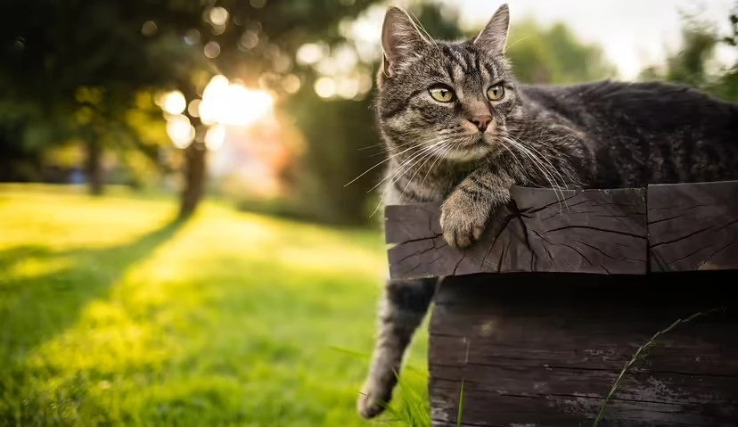 Đột phá về AI giúp con người nói chuyện được với mèo