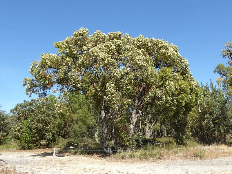 Kỳ lạ loài cây hút vàng lên lá, mọc nhiều ở Việt Nam