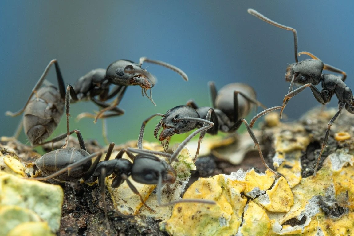 “Kiến điên” tấn công châu Âu gây mất điện Internet hàng loạt