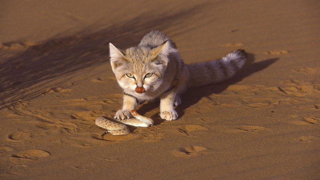  Loài mèo nhỏ nhất thế giới khiến rắn độc khiếp sợ