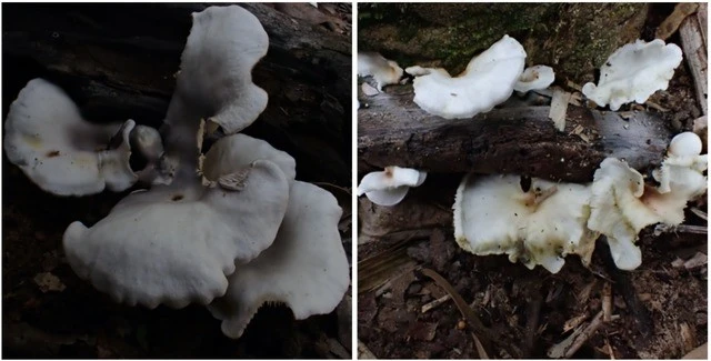 Cận cảnh 2 loài nấm phát sáng mới tìm thấy ở VQG Bái Tử Long