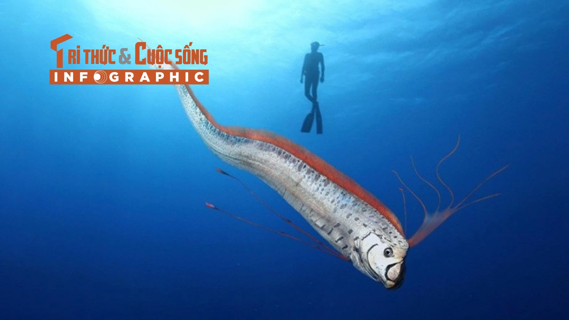 [INFOGRAPHIC] Cá mái chèo dạt biển Ninh Thuận, loài cực hiếm