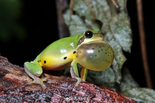 Loài động vật tuyệt tích hơn 30 năm bỗng tái xuất thần kỳ