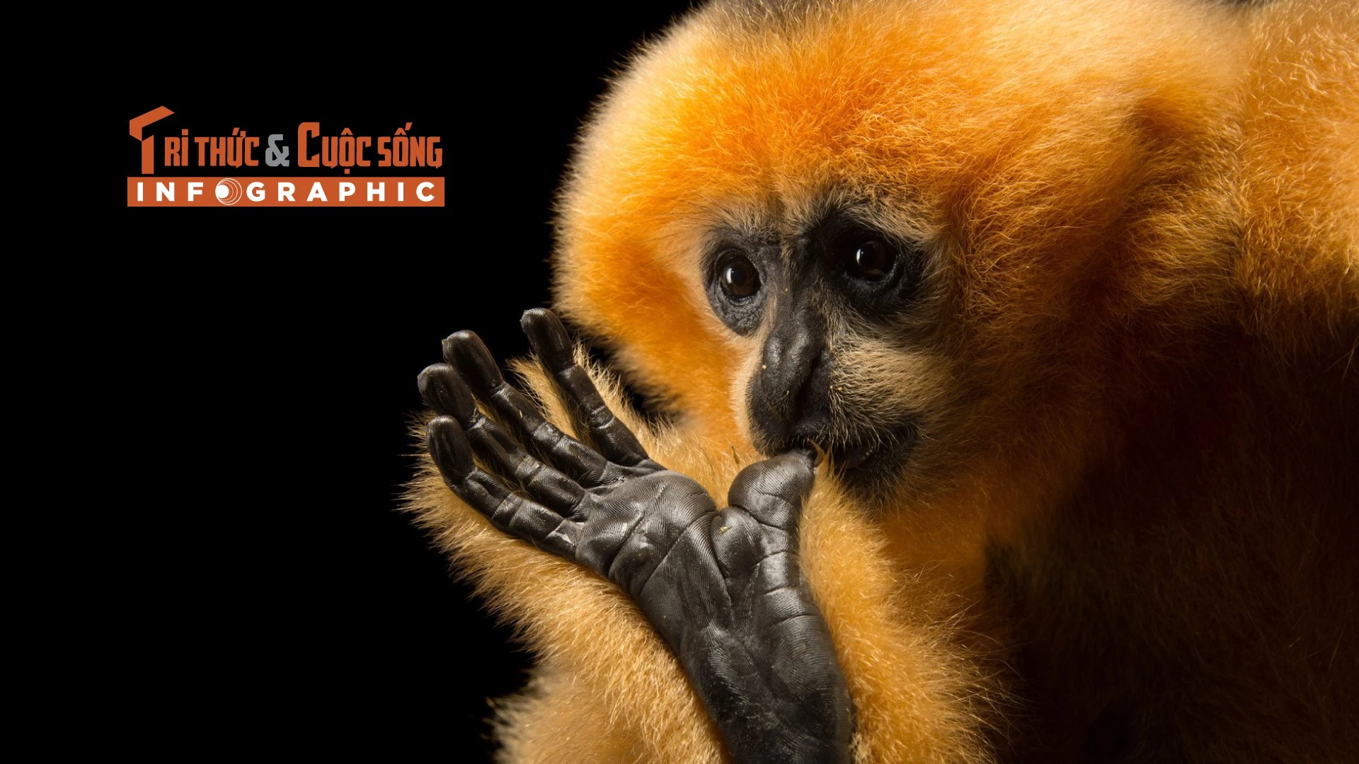 [INFOGRAPHIC] Vượn má vàng quý mới được người dân Đắk Lắk giao nộp