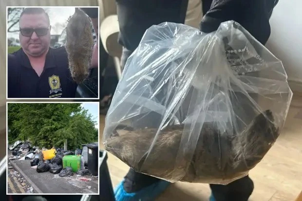 Kinh hoàng chuột khổng lồ gây "náo loạn" ở Anh