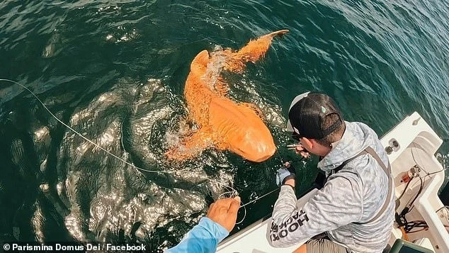 Ngư dân sửng sốt khi câu được cá mập màu cam siêu hiếm