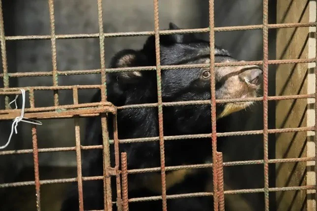 Cá thể gấu ngựa được cứu hộ thành công... loài trong Sách Đỏ