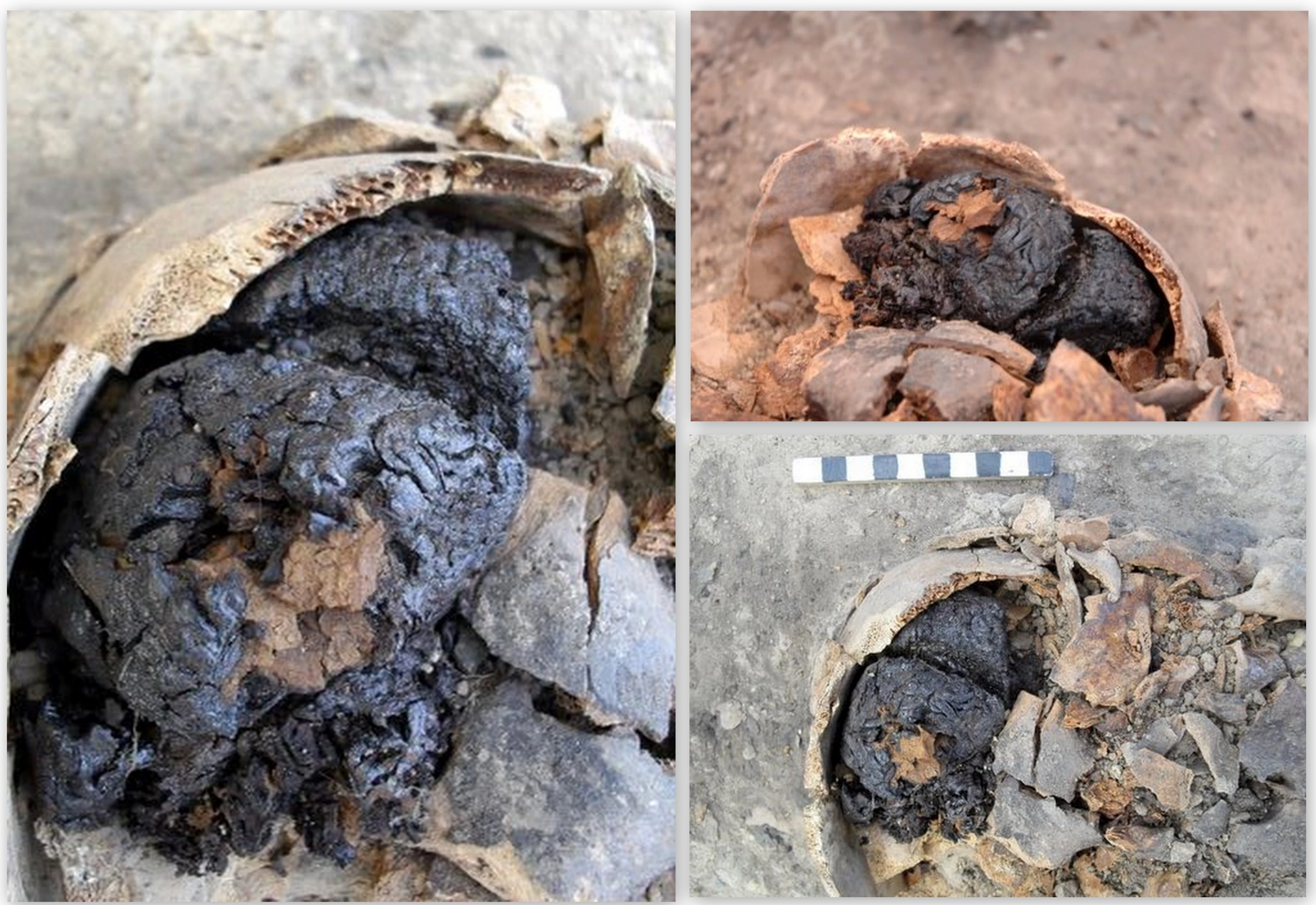  Phát hiện bộ não cổ đại nguyên vẹn sau hơn 4.000 năm chôn vùi