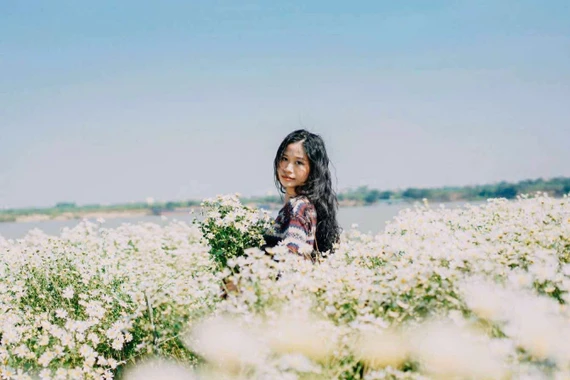 Cúc họa mi vào vụ, bãi đá sông Hồng rộn ràng khách đổ về săn sắc trắng