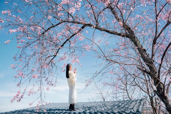 Để có trải nghiệm ngắm mai anh đào trọn vẹn, du khách nên lựa chọn khung giờ sáng sớm, từ khoảng 6h đến 9h, khi ánh sáng dịu và hoa giữ được sắc hồng tự nhiên nhất. Trang phục sáng màu, đơn giản giúp tổng thể bức ảnh hài hòa với phông nền hoa. Ngoài ra, việc theo dõi thông tin từ các hội nhóm du lịch Đà Lạt cũng giúp du khách chủ động cập nhật những khu vực hoa đang vào độ nở đẹp. Ảnh Đồng Ngô