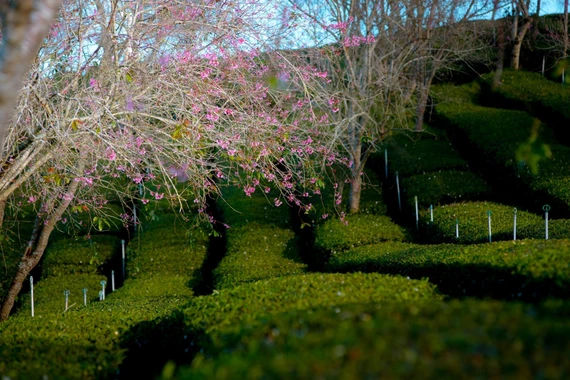 Mai anh đào nở sớm, Đà Lạt gọi mời du khách săn hoa cuối năm