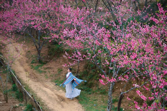 Du xuân lên Lùng Cúng, ngắm đào nở giữa thung lũng mây