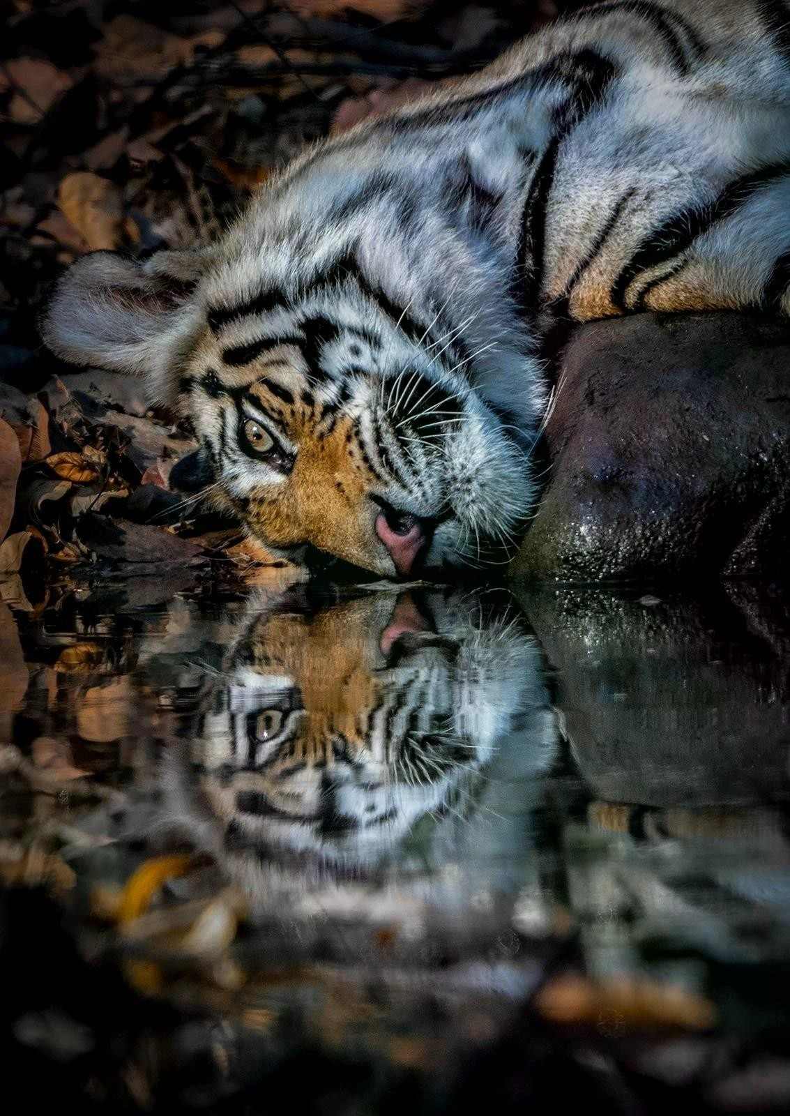 "Sự phản chiếu của hổ Bengal" do NAG Bircan Harper (Anh) ghi lại hình ảnh loài hổ Bengal ở Công viên quốc gia Bandhavgarh, Ấn Độ. Nặng tới 260 kg và dài gần 3 m, hổ Bengal là giống mèo lớn nhất hành tinh, được tìm thấy chủ yếu ở châu Á. Ảnh: Bircan Harper/Remembering Wildlife.